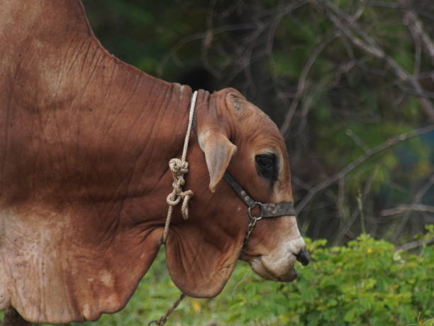 istock Native Thai cows in the countryside grasslands. Cows eat grass naturally. 2178217761
