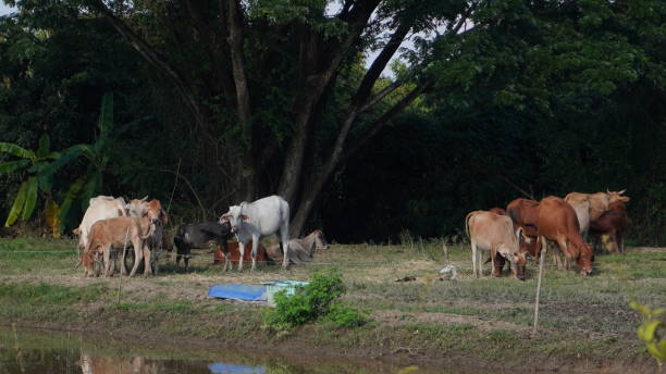 istock Native Thai cows in the countryside grasslands. Cows eat grass naturally. 2178217762