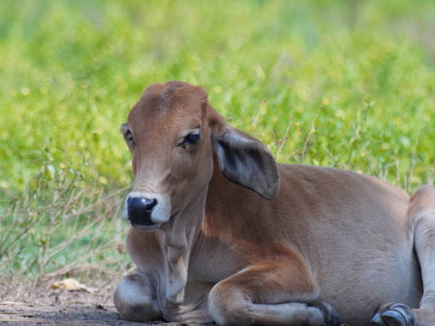 istock Native Thai cows in the countryside grasslands. Cows eat grass naturally. 2178217780