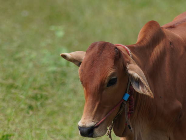 istock Native Thai cows in the countryside grasslands. Cows eat grass naturally. 2178217784