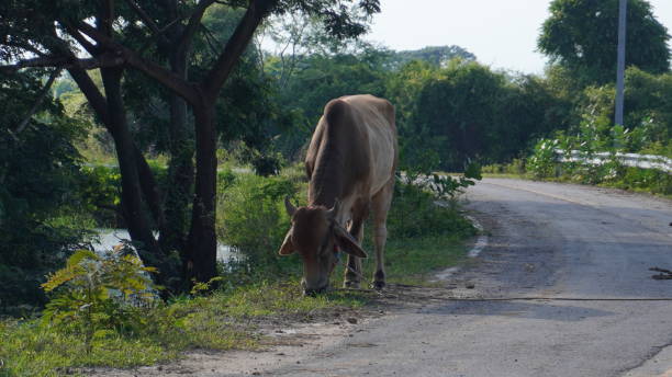 istock Native Thai cows in the countryside grasslands. Cows eat grass naturally. 2178217806