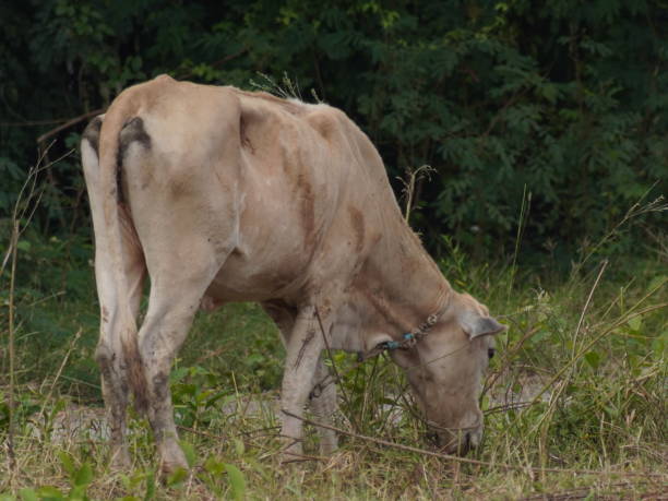 istock Native Thai cows in the countryside grasslands. Cows eat grass naturally. 2178217816
