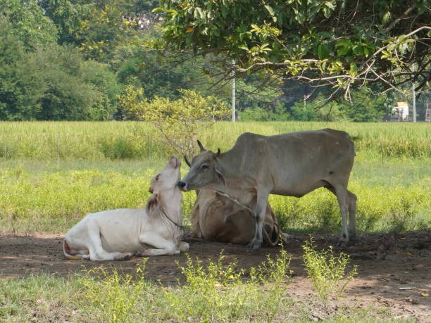 istock Native Thai cows in the countryside grasslands. Cows eat grass naturally. 2178217894