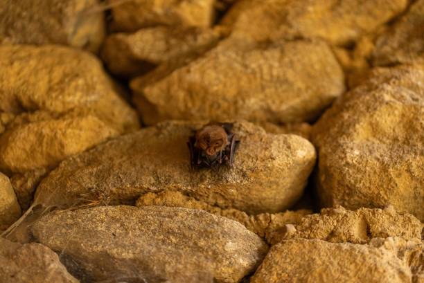 istock Bat resting on rocky terrain in a cave. 2178218245