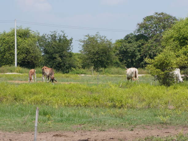 istock Native Thai cows in the countryside grasslands. Cows eat grass naturally. 2178218447