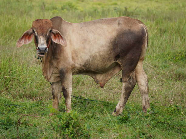 istock Native Thai cows in the countryside grasslands. Cows eat grass naturally. 2178218464