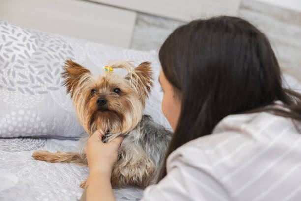 istock A young woman lying on bed petting a small yorkshire terrier dog. 2178220076