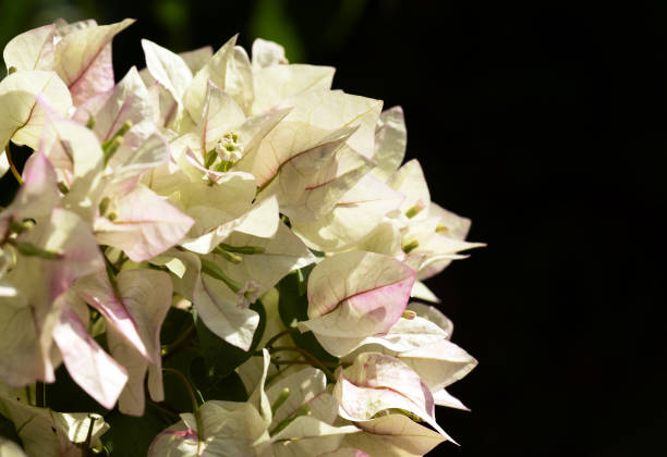 white bougainvillea flowers on black background