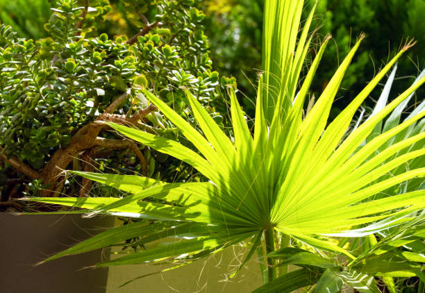 palm tree and money tree on the terrace in sunlight