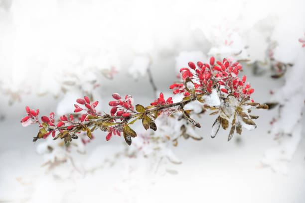 Red berries of Barberry snow covered