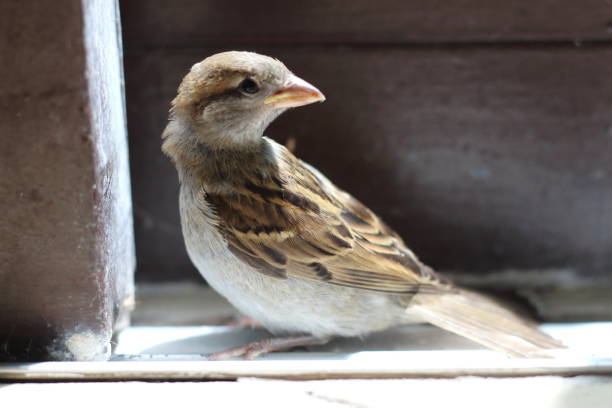 sparrow that has flown indoors is perched inside a house, creating a moment of curiosity and surprise. The image captures the small bird in an unfamiliar environment.