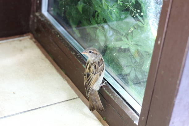 istock A sparrow that has flown indoors is perched inside a house 2178221206