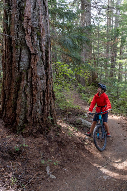istock Female mountain biker pauses beneath ancient cedar tree 2178221891