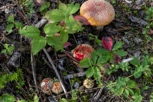 Brightly coloured mushrooms on the forest floor in Whistler, BC