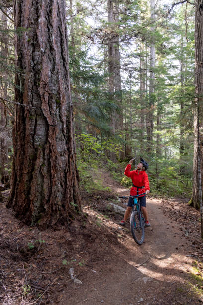 istock Female mountain biker takes photos of ancient cedar tree 2178221979