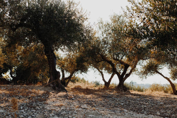 Beautiful nature view with trees and green leaves on a sunny day in Greece.