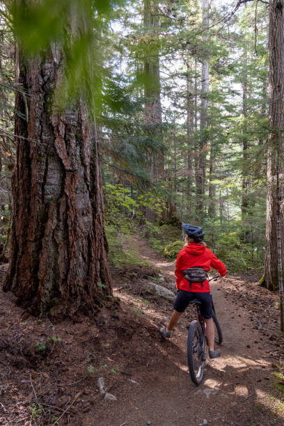 istock Female mountain biker pauses beneath ancient cedar tree 2178222174