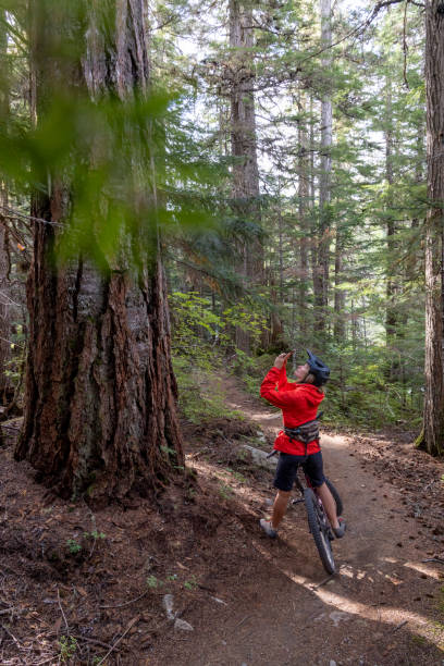 istock Female mountain biker takes photos of ancient cedar tree 2178222176