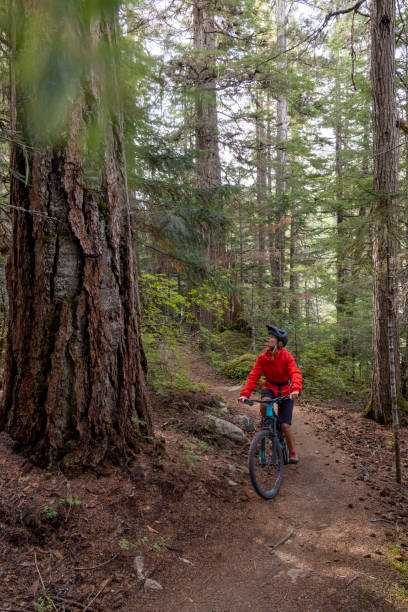 istock Female mountain biker pauses beneath ancient cedar tree 2178222192