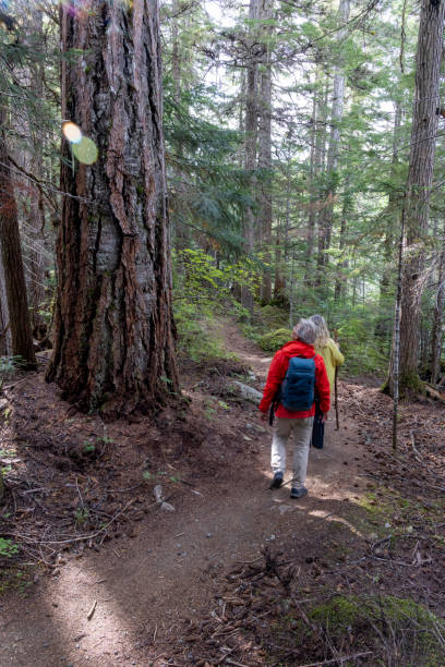 istock Mature couple walk through old growth forest 2178222285