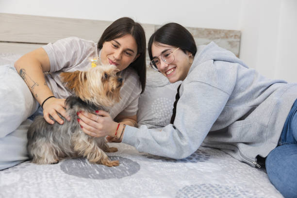 istock Sisters lying on bed petting a small yorkshire terrier dog. 2178223441