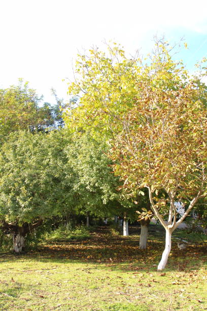 istock A group of trees with yellow leaves 2178225637