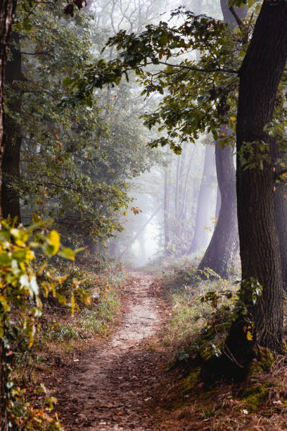 istock nature colorful autumn forest landscapes 2178226339