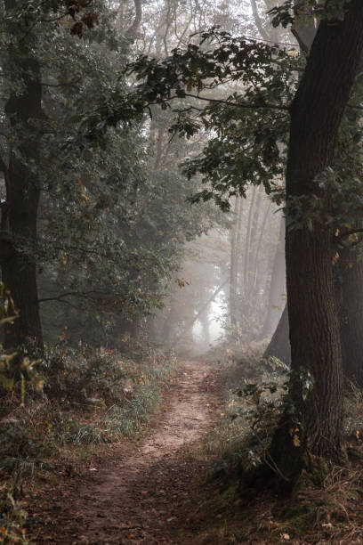 istock nature colorful autumn forest landscapes 2178226340
