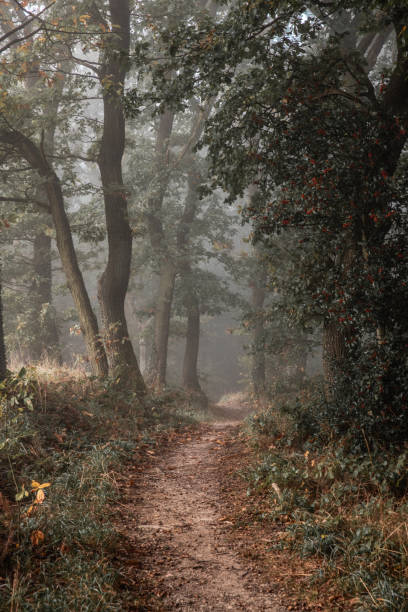 istock nature colorful autumn forest landscapes 2178226352