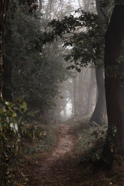 istock nature colorful autumn forest landscapes 2178226364