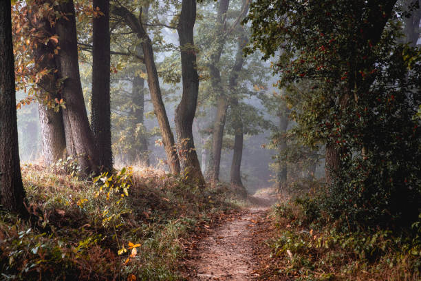 istock nature colorful autumn forest landscapes 2178226390