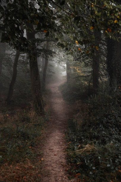 istock nature colorful autumn forest landscapes 2178226438