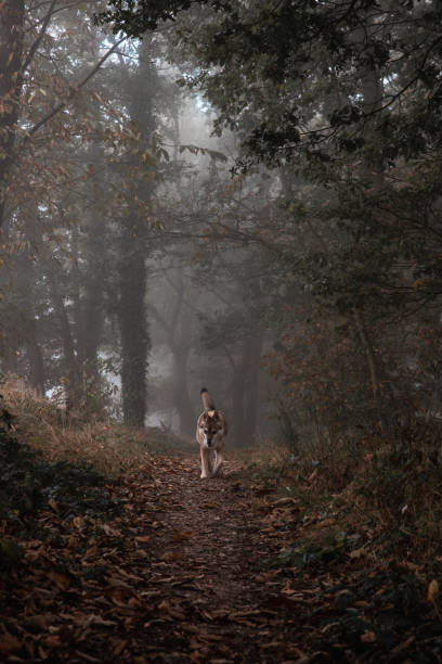 istock nature colorful autumn forest landscapes 2178226478