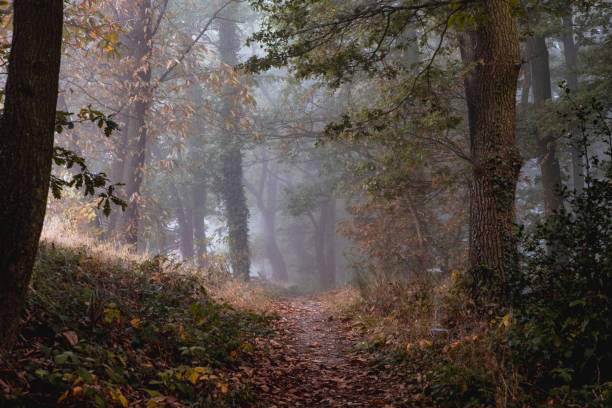 istock nature colorful autumn forest landscapes 2178226524