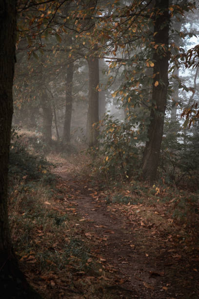 istock nature colorful autumn forest landscapes 2178226579