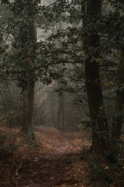 istock nature colorful autumn forest landscapes 2178226677