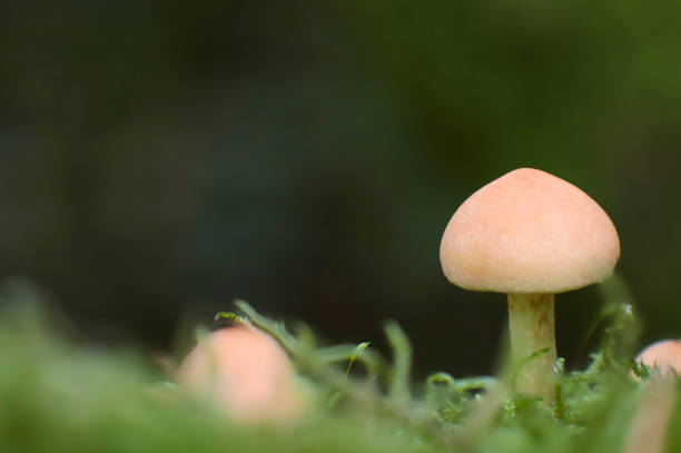 istock macro of a sulfur cap mushroom 2178226771