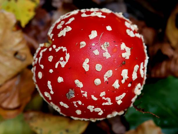 Paddenstoel rood-met-witte-stippen herfst bos