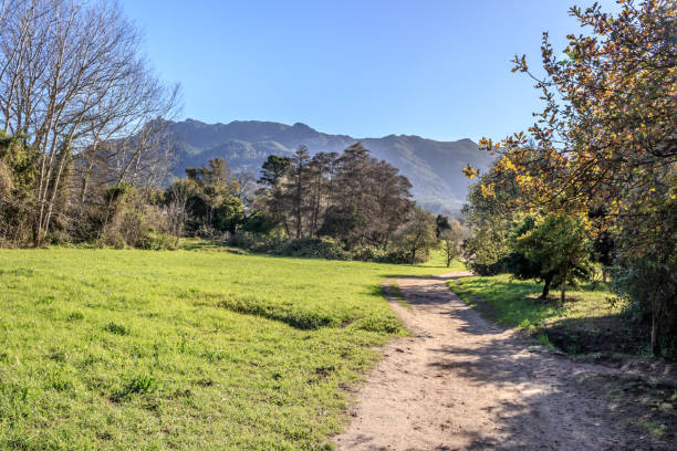 istock Path through beautiful botanical gardens surrounded in mountains trees, green vegetation, Cape Town, South Africa 2178228034