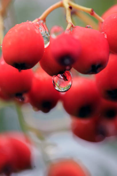 Macro Background Abstract Nature Theme: \nextreme close up of raspberries