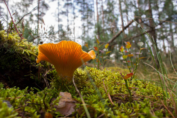 beautiful chanterelles grow in the forest