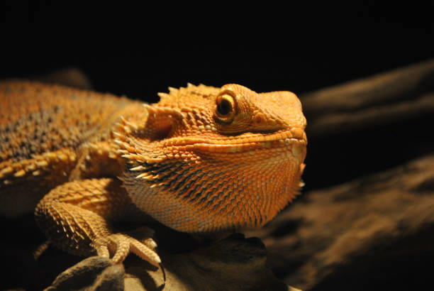 istock The Regal Bearded Dragon in its Habitat 2178228488