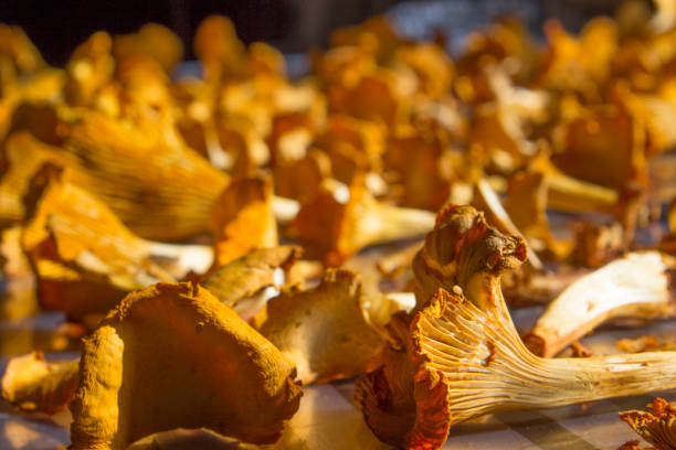 drying of beautiful yellow chanterelles