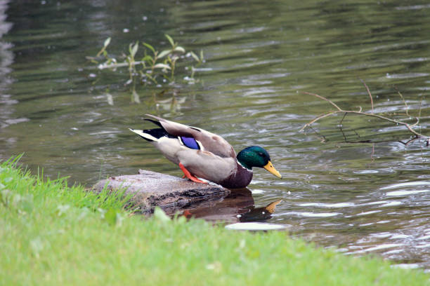 istock duck in the summer park 2178228837