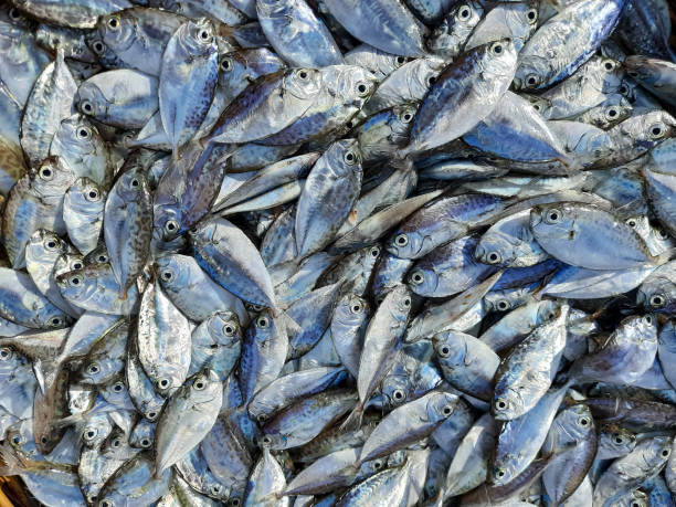 Free picture: fish, animal, fishing, food