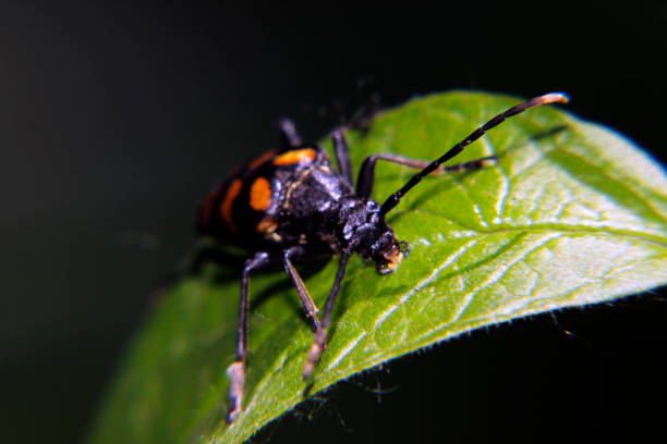 Leptura beetle in the wild
