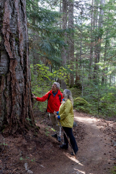 istock Mature couple look at ancient cedar tree in old growth forest 2178229479