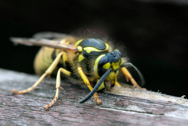 istock a wasp  on a wooden stick 2178229530