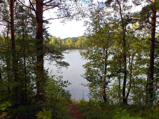 istock Lake in the summer forest 2178230772