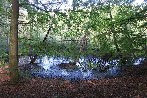 istock Water in the Hakulls mosse moor on the Kullaberg 2178231440